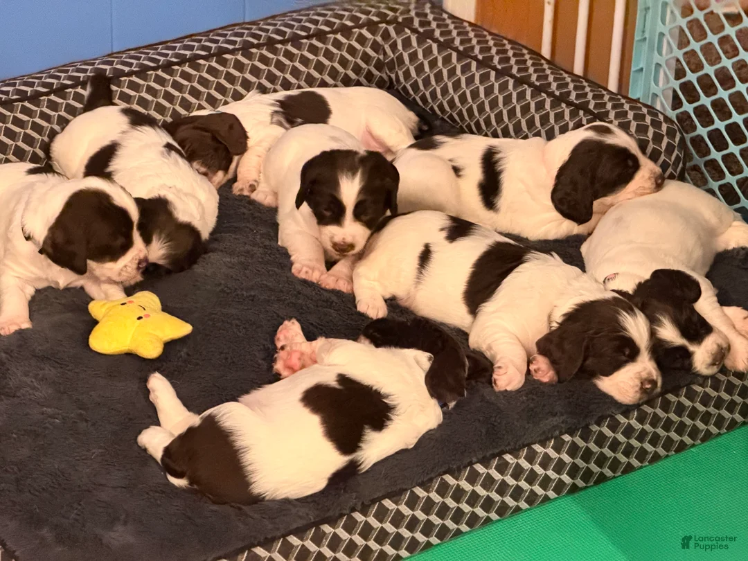 English Springer Spaniel dogs for sale: English Springer Spaniel Puppy 1 - Ad 3