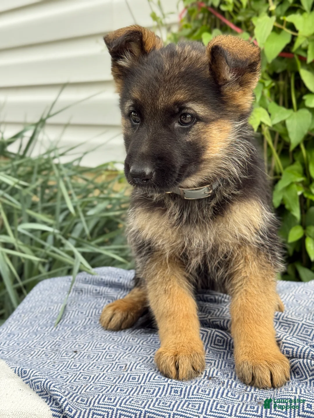 German Shepherd dogs for sale: Gertie - Ad 2