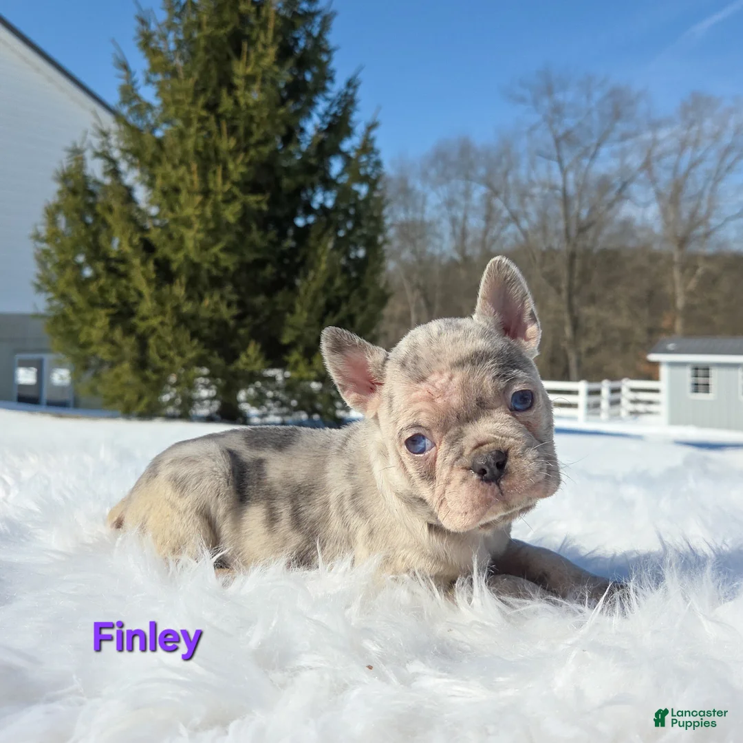 Mixed Breed dogs for sale: Finley  - Ad 7