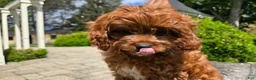 Cavapoo dogs for sale: Hunter - Ad 9