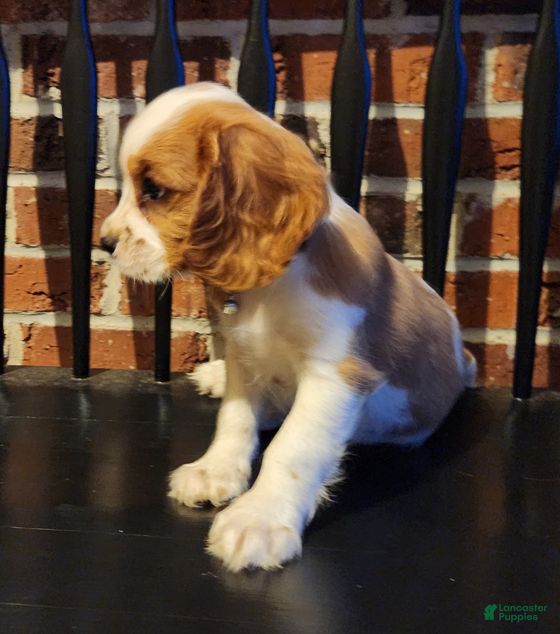 Cavalier King Charles Spaniel dogs Twix - Ad 2