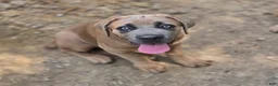 Cane Corso dogs for sale: Cane Corso 3 - Ad 2