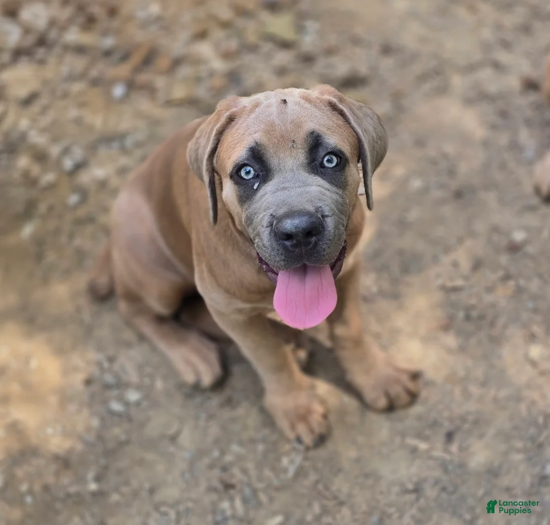 Cane Corso dogs for sale: Cane Corso 3 - Ad 2