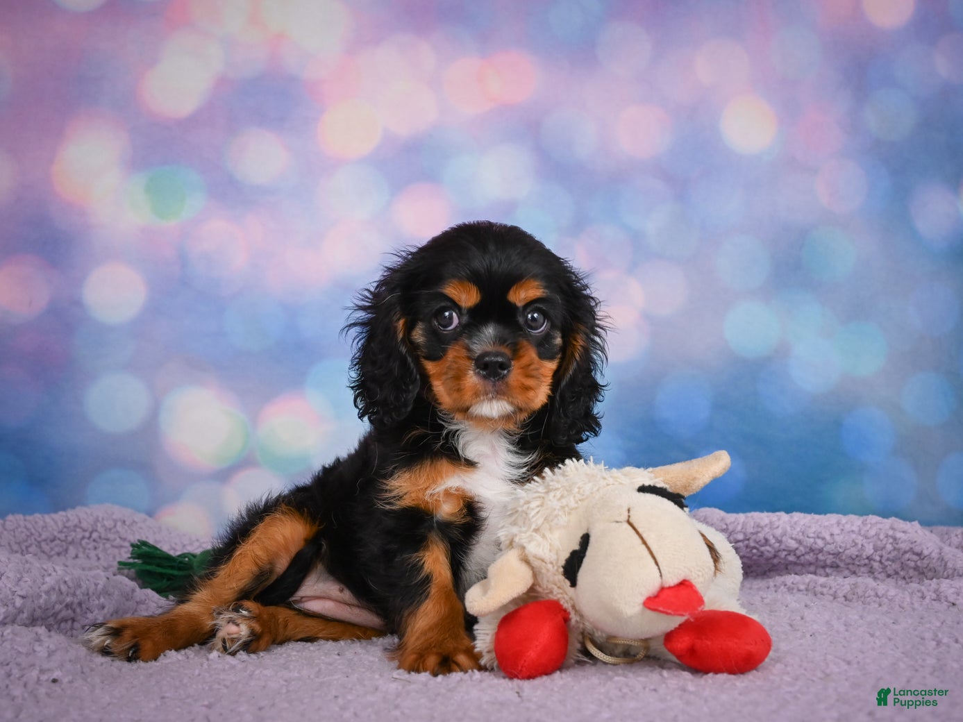 Cavalier King Charles Spaniel dogs Reba Genetic Clear - Ad 2