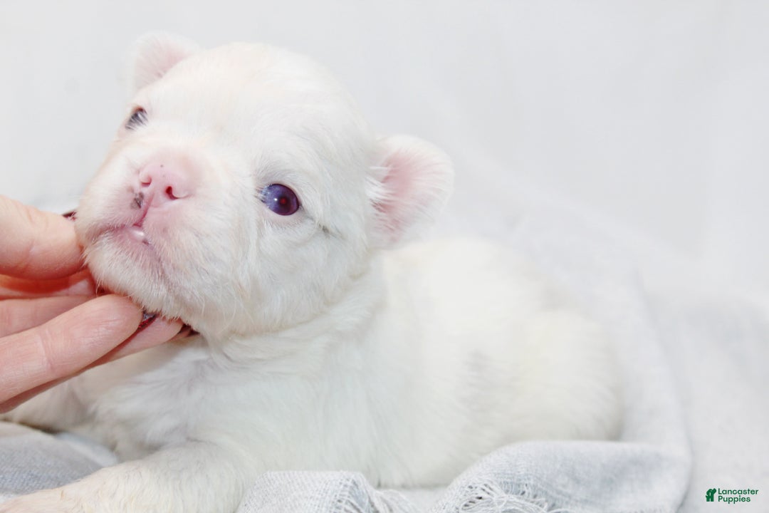 French Bulldog dogs for sale: Kamilla-Full Fluffy Choc & Tan Koi w Testable - Ad 3