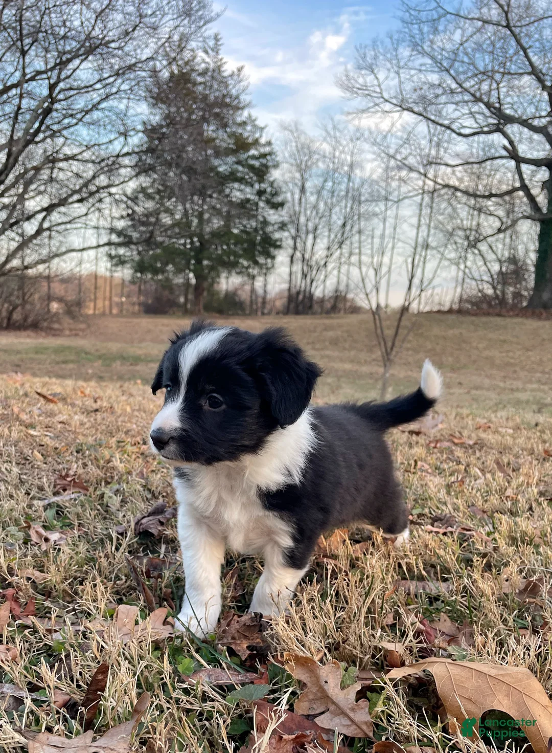 Mixed Breed dogs for sale: SOLD.  J - Female - Ad 10