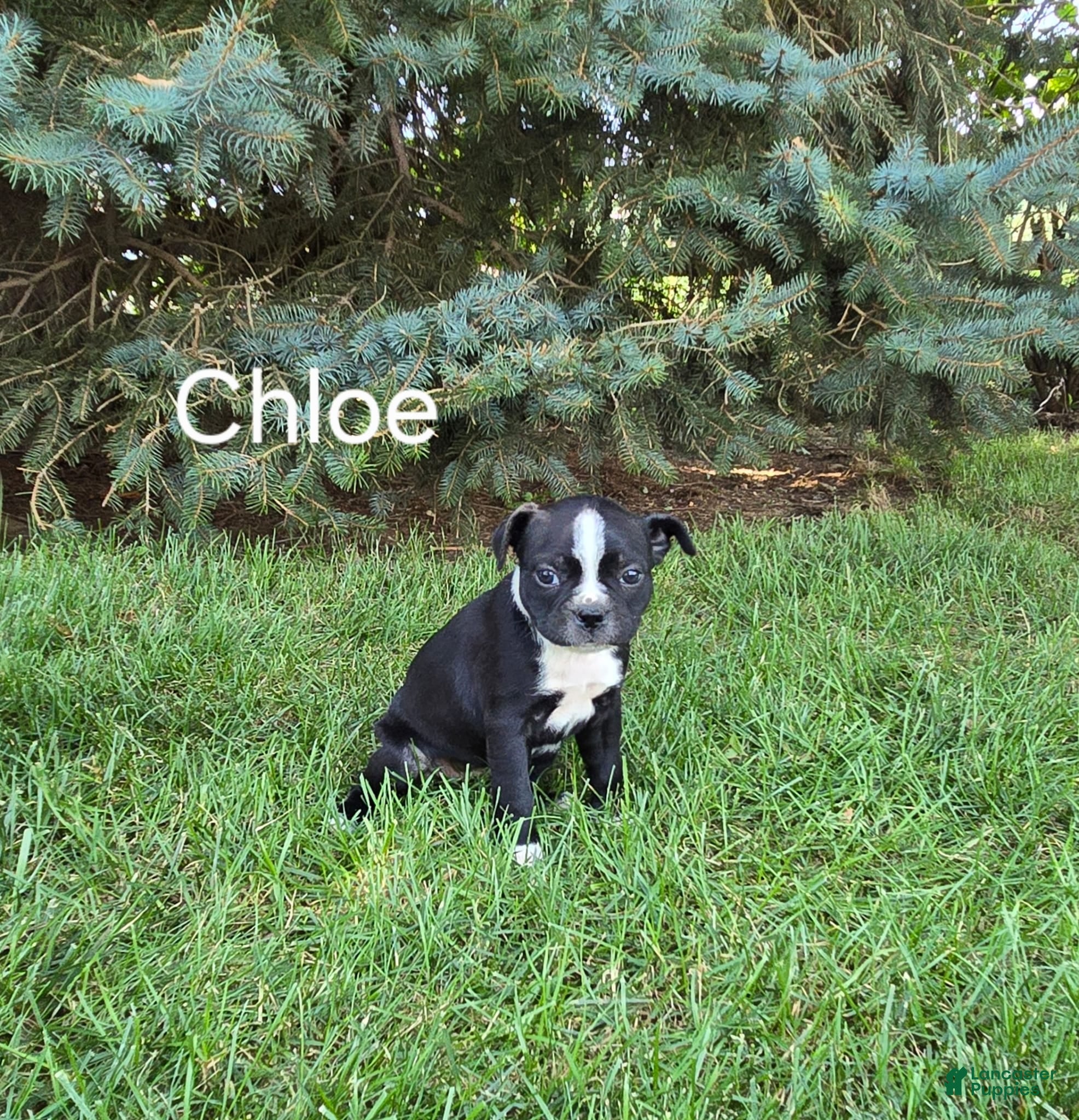 Boston Terrier dogs Chloe - Ad 30