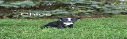 Boston Terrier dogs for sale: Chloe - Ad 1