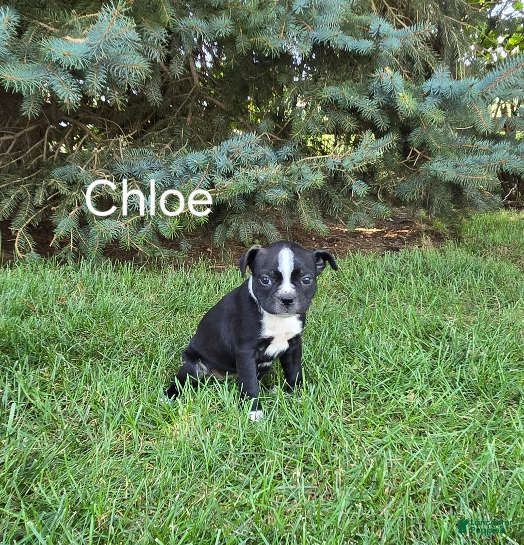 Boston Terrier dogs for sale: Chloe - Ad 1