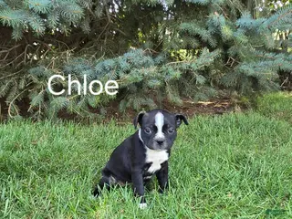 Boston Terrier dogs Chloe - Ad 23