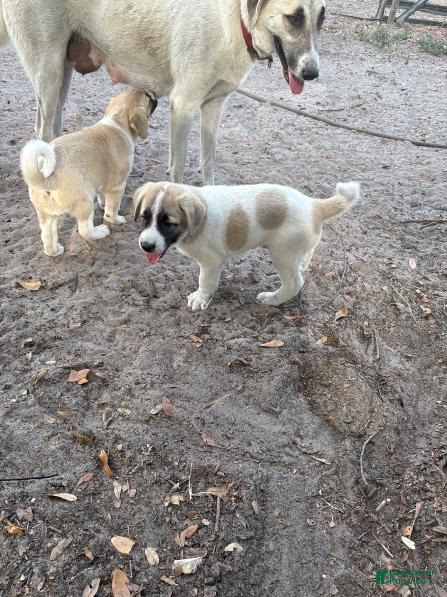 Anatolian Shepherd dogs Anatolian Shepherd Puppy 2 - Ad 3