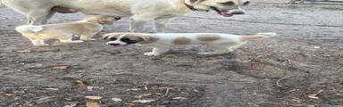Anatolian Shepherd Puppy 2