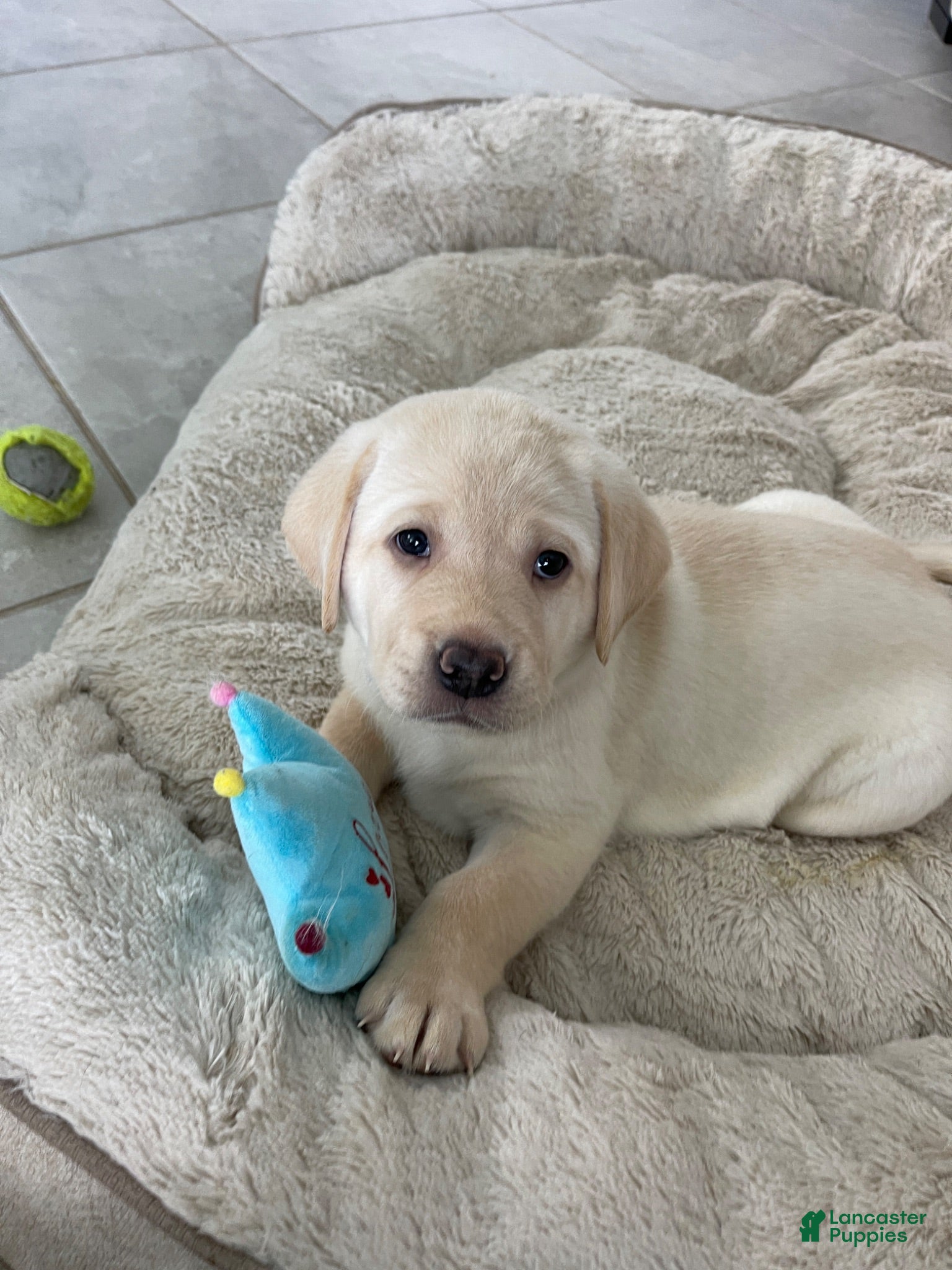Labrador Retriever dogs Labrador Retriever 4 luna - Ad 1