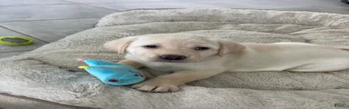 Labrador Retriever 4 luna