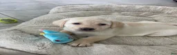Labrador Retriever dogs for sale: Labrador Retriever 4 luna - Ad 1