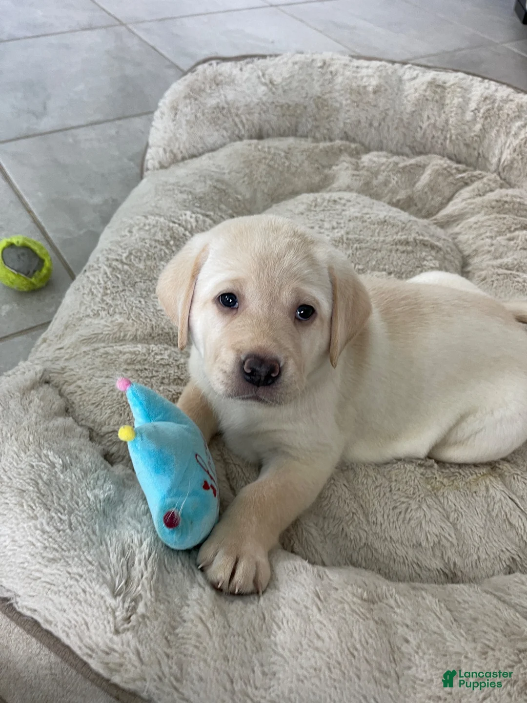 Labrador Retriever dogs for sale: Labrador Retriever 4 luna - Ad 1