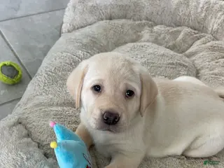 Labrador Retriever dogs for sale: Labrador Retriever 4 luna - Ad 4