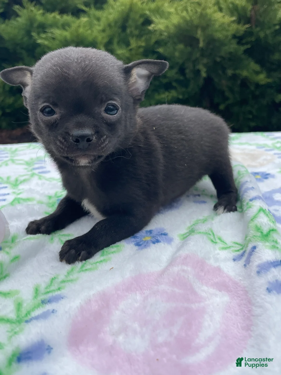 Chihuahua dogs for sale: Nacho - Ad 1