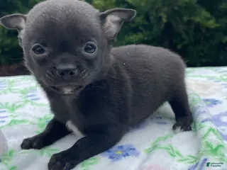 Chihuahua dogs Nacho - Ad 42