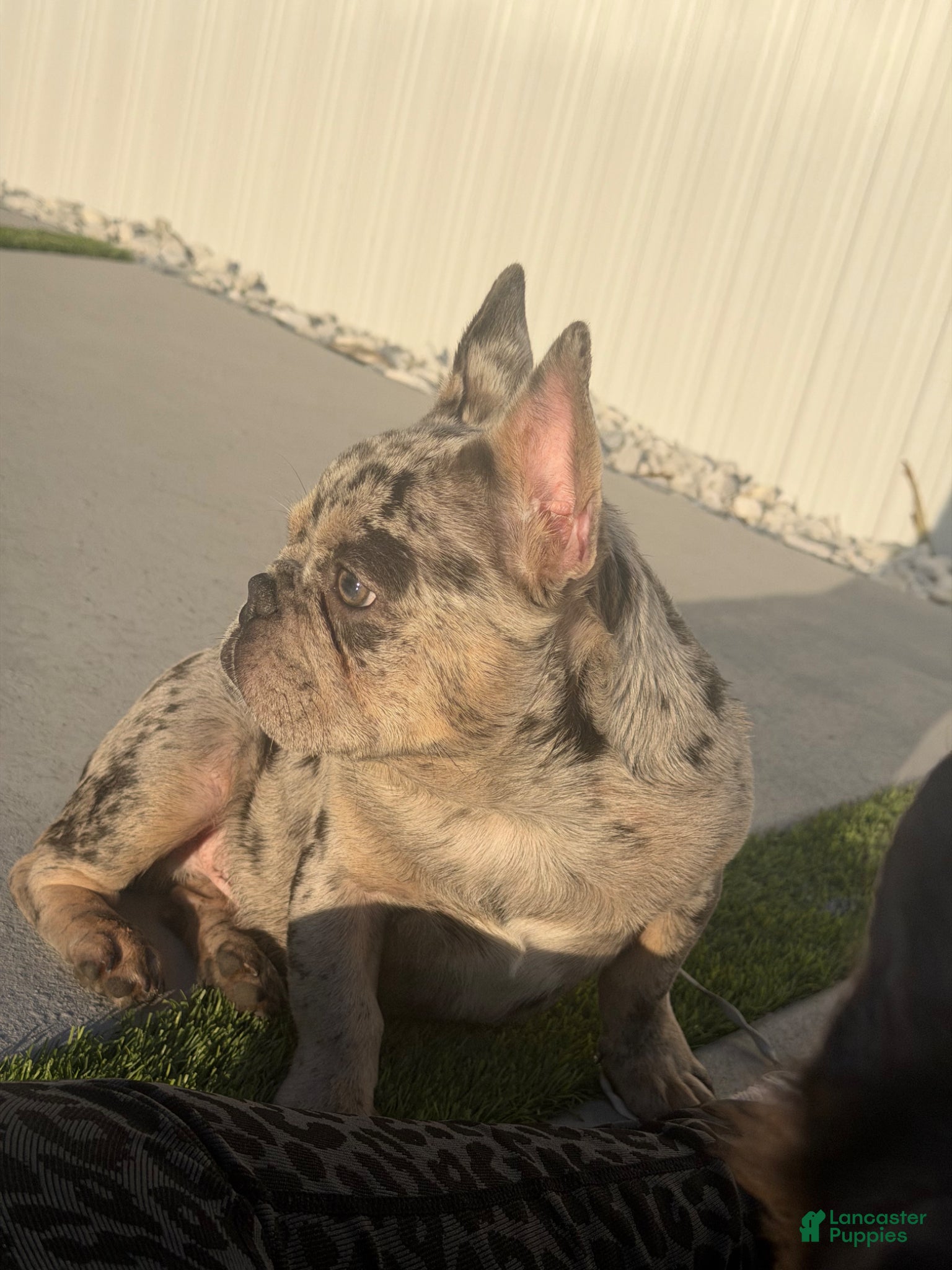 French Bulldog dogs French Bulldog Puppy 5 - Ad 2