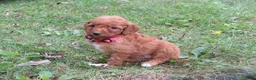 Mini Goldendoodle dogs for sale: Pumpkin - Ad 6