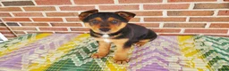 Mixed Breed dogs for sale: Bear - Ad 2