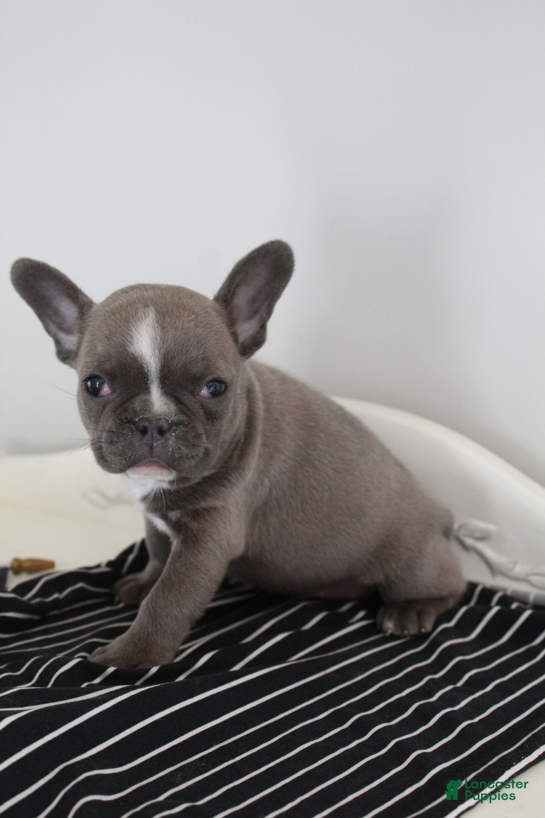 Frenchton dogs for sale: Bella  - Ad 18