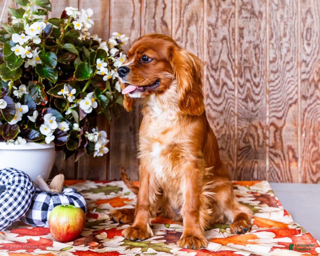 Cavalier King Charles Spaniel dogs for sale: Oliver - Ad 6