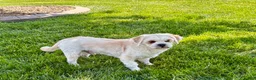 Lhasa Apso dogs for sale: Beau - Ad 3
