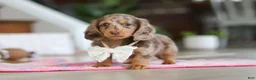 Miniature Dachshund dogs for sale: Jewel - Ad 1
