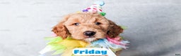 Goldendoodle dogs for sale: Friday - Ad 2