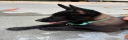 Belgian Malinois dogs for sale: Belgian Malinois 1 - Ad 2