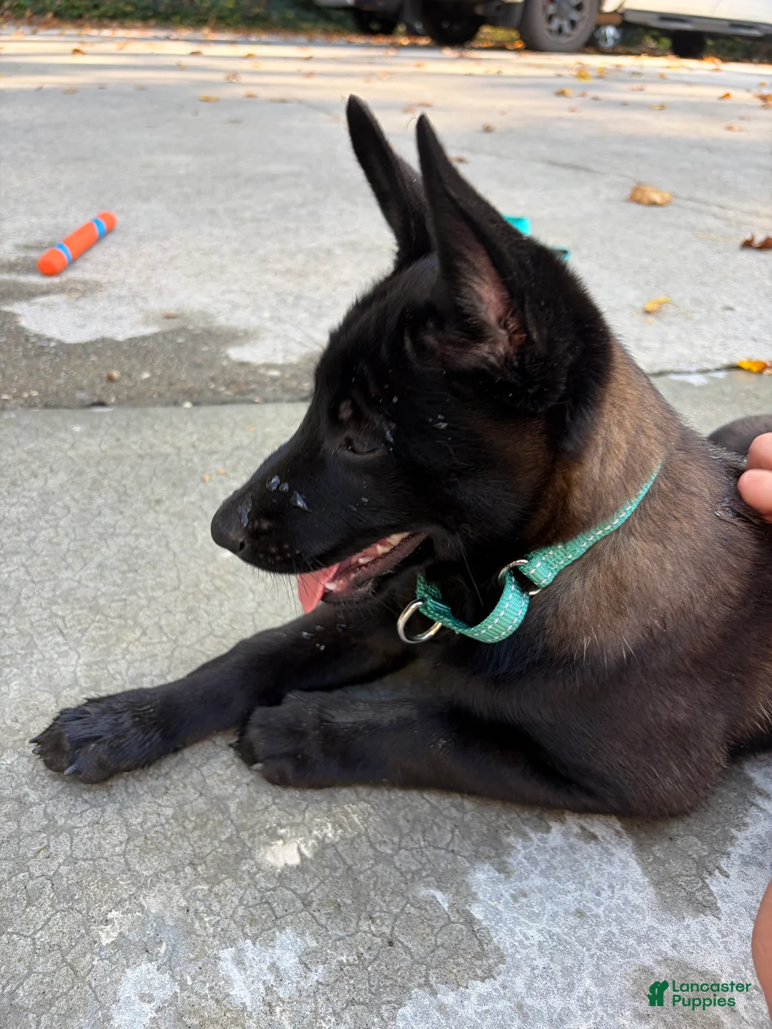 Belgian Malinois dogs for sale: Belgian Malinois 1 - Ad 2