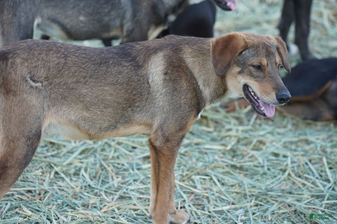 Mixed Breed dogs for sale: Dragon Tiscar Farm Dog - Ad 15