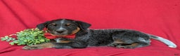 Australian Cattle Dog dogs for sale: Sherman - Ad 4