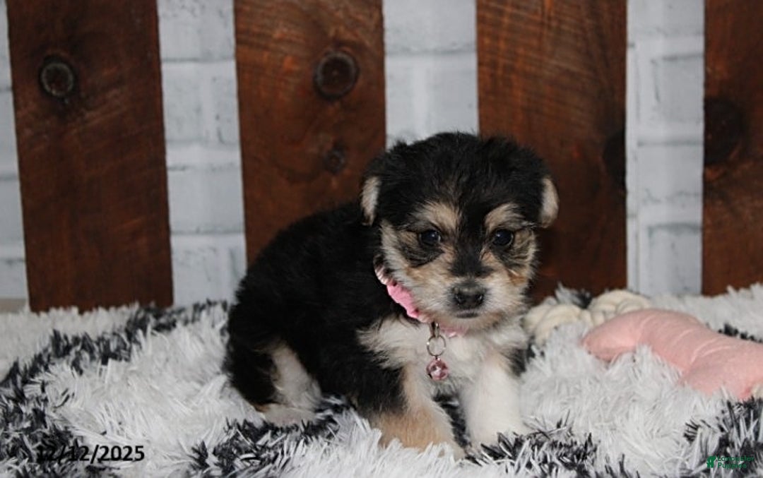 Yochon dogs for sale: Dolly - Ad 6