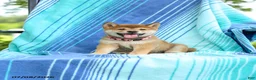 Shiba Inu dogs for sale: Polly - Ad 3