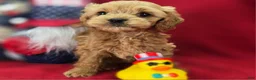 Cockapoo dogs for sale: Girdle - Ad 5