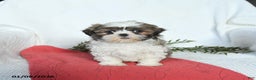 Shih Tzu dogs for sale: Lady - Ad 5
