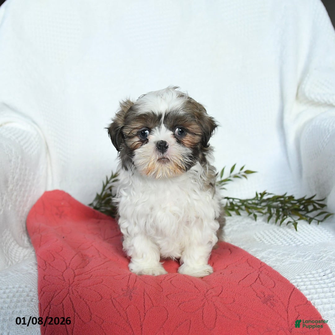 Shih Tzu dogs for sale: Lady - Ad 5