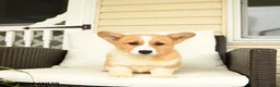 Welsh Corgi Pembroke dogs for sale: Francis - Ad 3