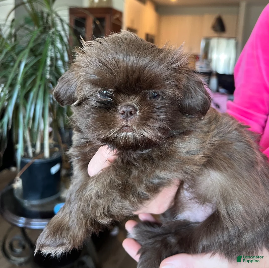 Shih Tzu dogs for sale: Kenny - Ad 2