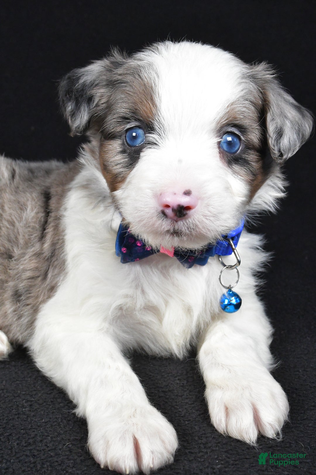 Mini Aussiedoodle dogs for sale: Sparky - Ad 4