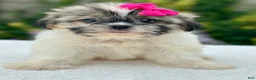 Shih Tzu dogs for sale: Girl Remy - Ad 5