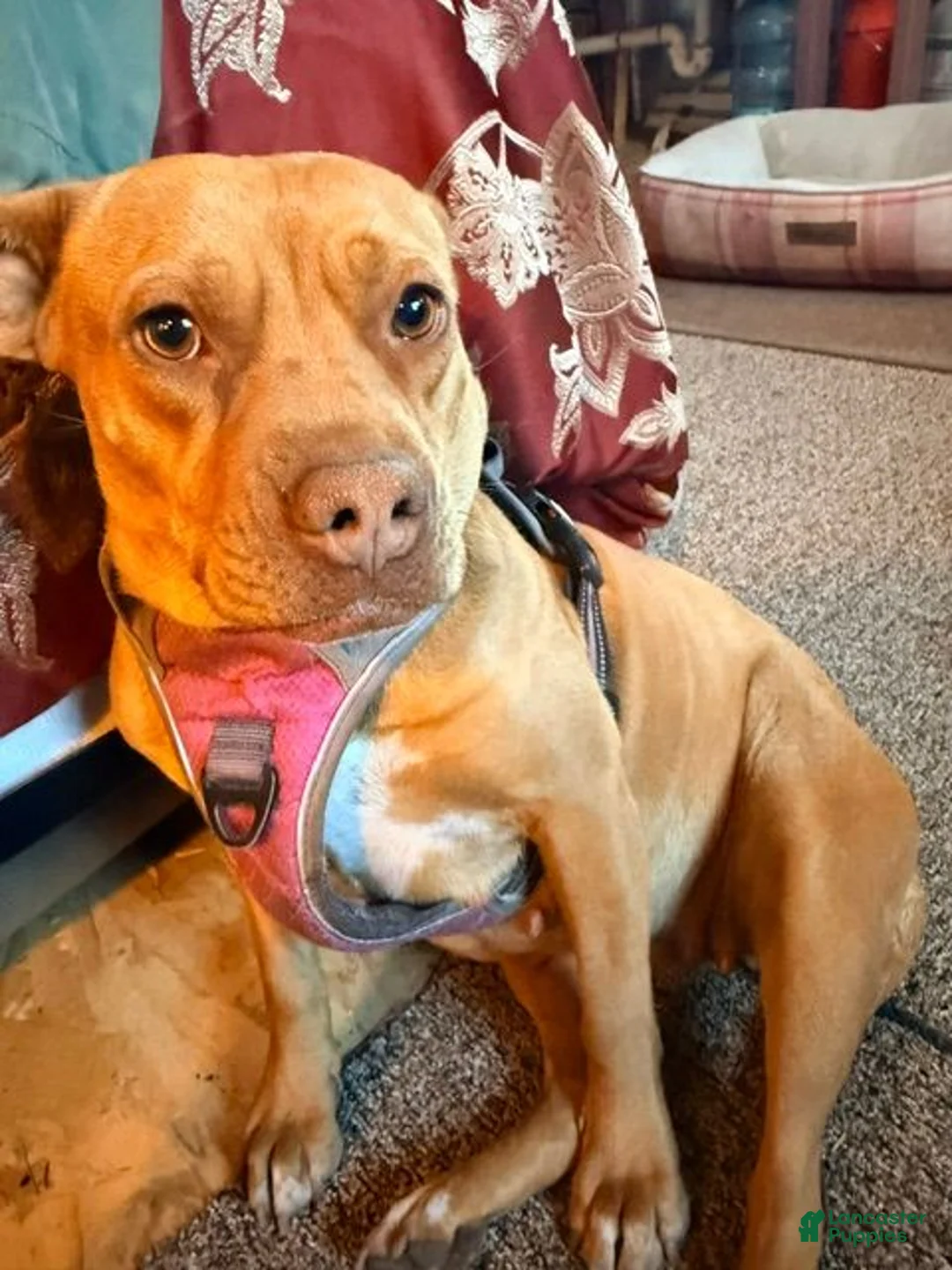 Mixed Breed dogs for sale: Pitsky male - Ad 38