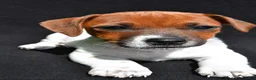 Jack Russell Terrier dogs for sale: Daisy - Ad 4
