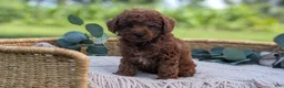 Toy Poodle dogs for sale: Cash - Ad 10