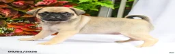 Pug dogs for sale: Riley - Ad 2