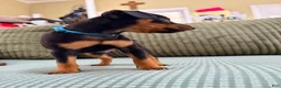Miniature Pinscher dogs for sale: Lucky - Ad 4
