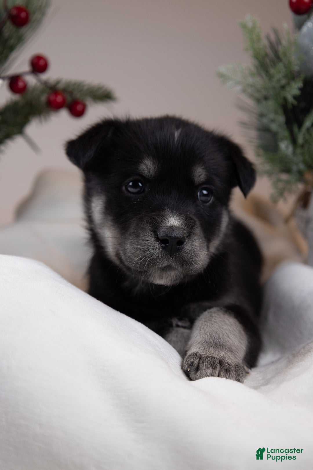 Goberian dogs for sale: Bear - Ad 23